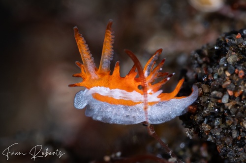 Image of Okenia sp. 1