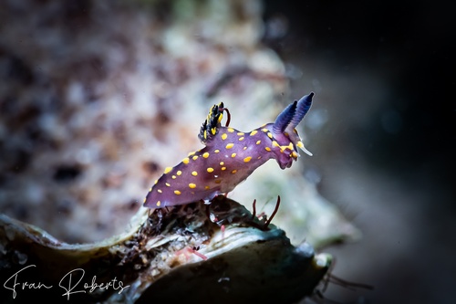 Image of Polycera janjukia