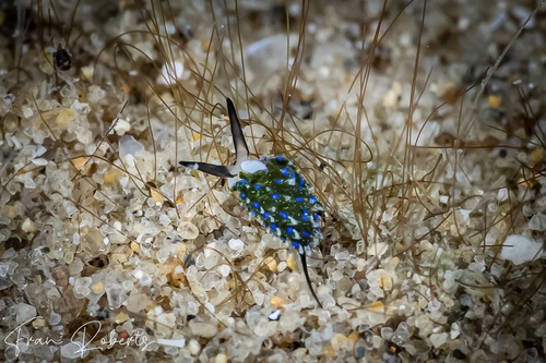 Image of Costasiella sp. 2