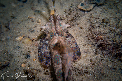 Image of Dactylopus kuiteri