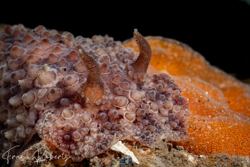 Image of Carminodoris nodulosa