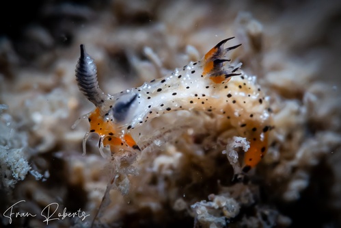 Image of Polycera melanosticta