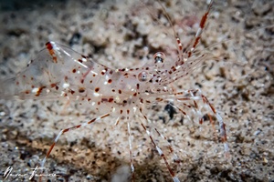 Image of Urocaridella antonbruunii