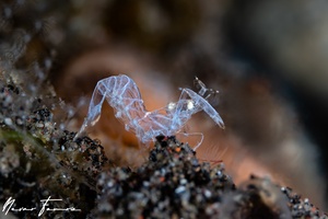 Image of Isopontonia platycheles