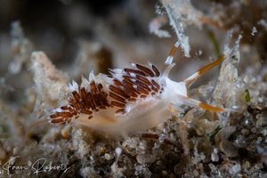 Image of Facelina sp. 1