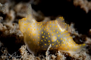 Image of Gymnodoris sp. (various)