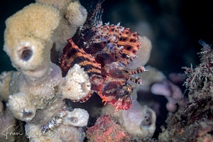 Image of Dendrochirus brachypterus