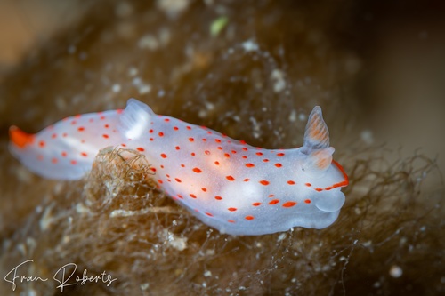 Image of Gymnodoris sp. 2