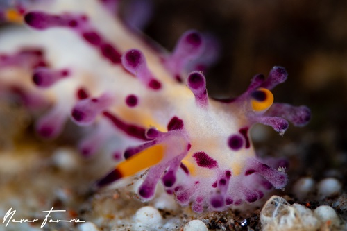 Image of Aegires villosus