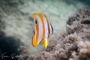Image of Chelmon rostratus