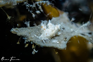Image of Eubranchus sp. 1