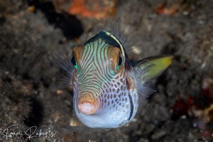 Image of Canthigaster valentini
