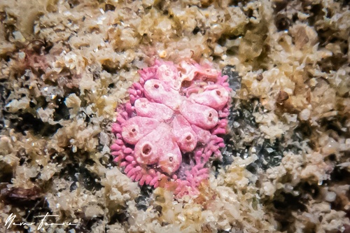 Image of Tunicates Various