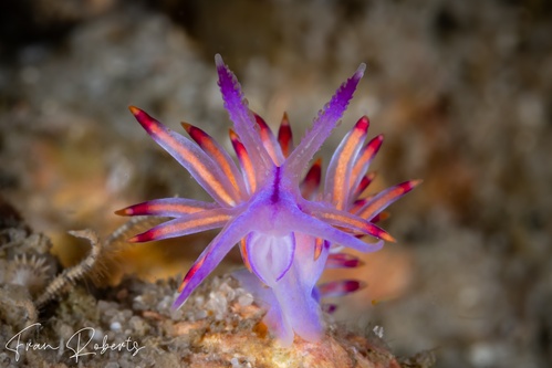 Image of Flabellina pannae