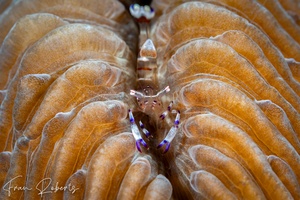 Image of Ancylomenes speciosus