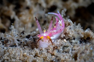 Image of Naisdoris labalsaensis