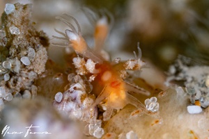 Image of Trinchesia kuiteri