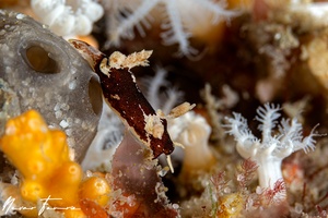 Image of Trapania brunnea