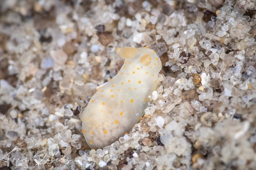 Image of Gymnodoris sp. 22