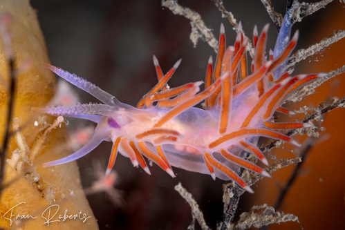 Image of Flabellina poenicia