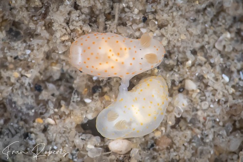 Image of Gymnodoris sp. 22
