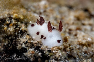 Image of Jorunna sp. 1