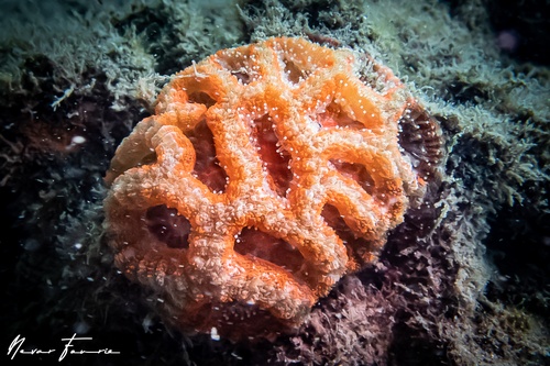 Image of Hard Corals Various