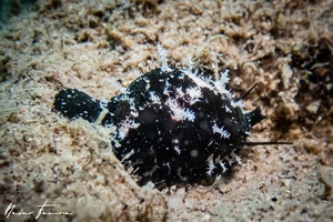 Image of Cypraea sp. 2