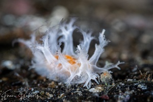 Image of Tritonia sp. 1