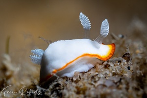 Image of Goniobranchus albonares