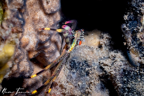 Image of Percnon planissimum