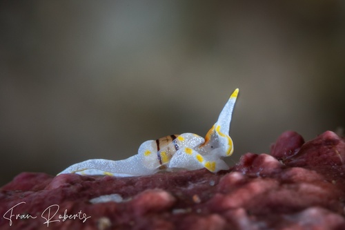 Image of Noalda sp. 1