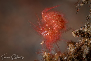Image of Phycocaris simulans