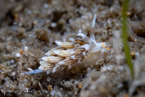 Image of Tenellia puellula