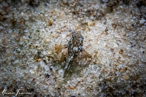 Image of Pegasus volitans