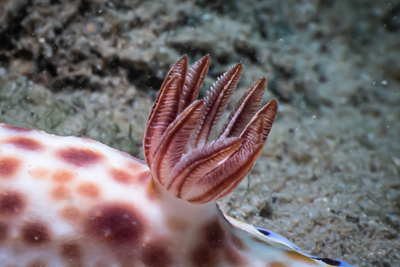 Nudibranch gills
