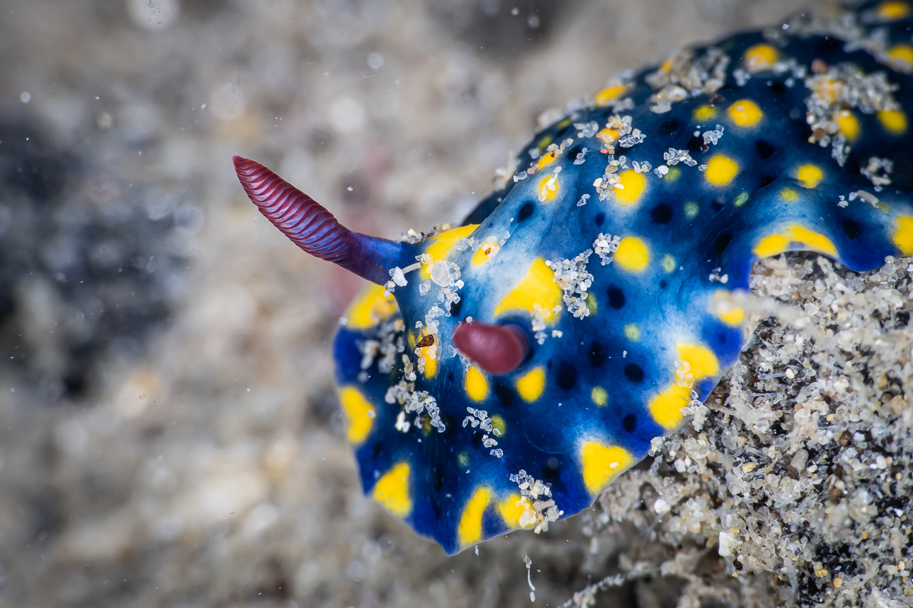 Nudibranch rhinophores
