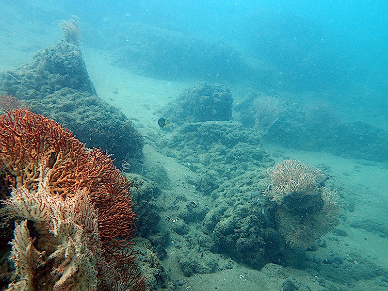 Substrate with Corals